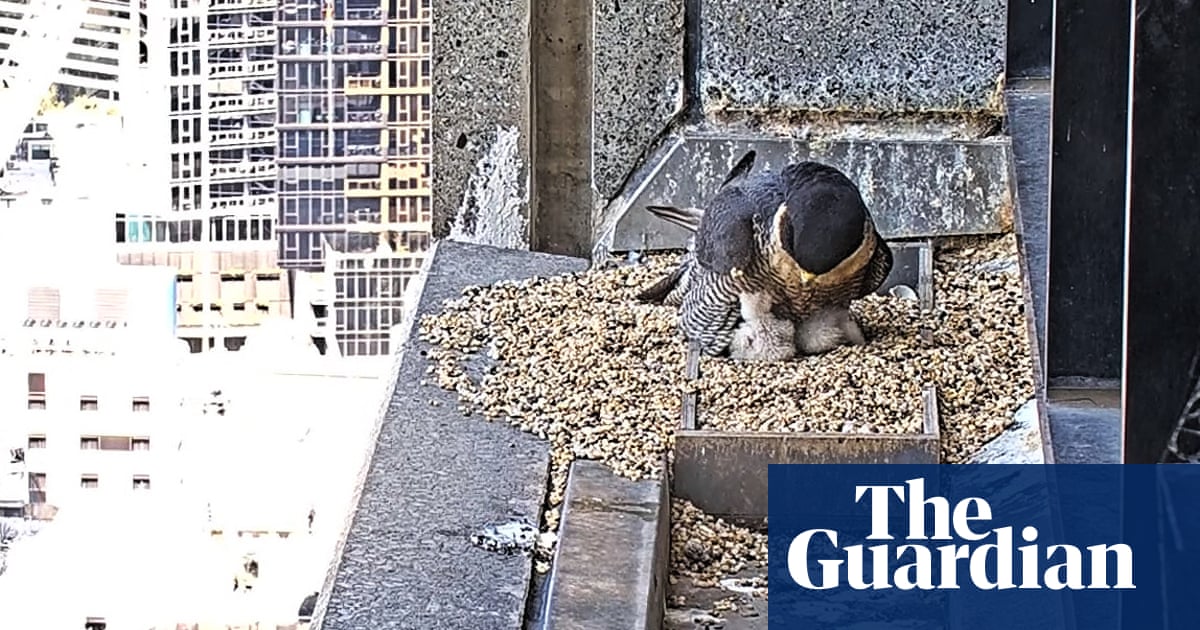 Good eggs: fans delighted as new peregrine falcon chicks hatch on Melbourne skyscraper | Melbourne