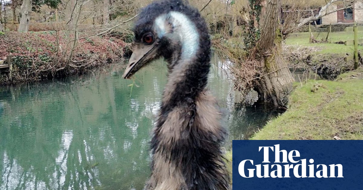 Missing emu Irwin found dead in Wiltshire river after weeklong search | Wiltshire