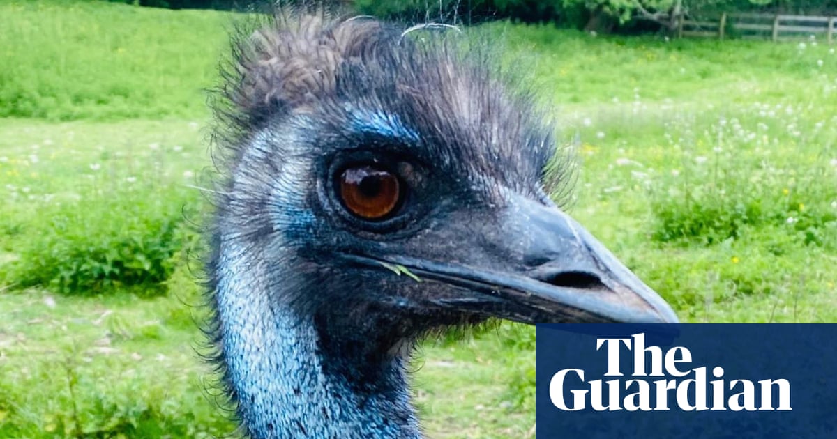 Search for missing emu Irwin amid fears bird fell into Wiltshire river | Wiltshire