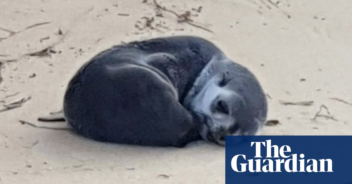 Investigation launched after baby seal found with spinal injuries on Victorian beach | Victoria