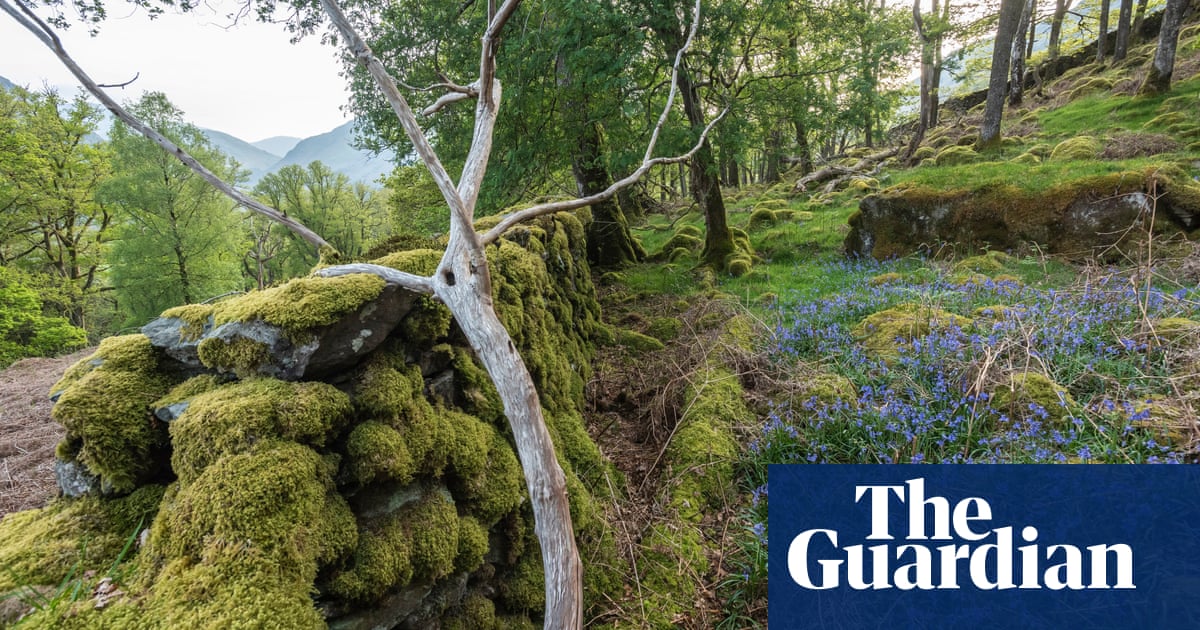 Nature in England at risk as amount of protected land falls to 2.93%, data shows | Conservation