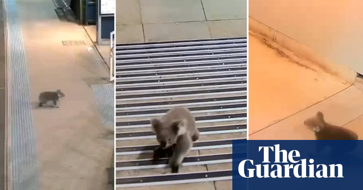 Curious koala survives close call at Sydney train station | Sydney