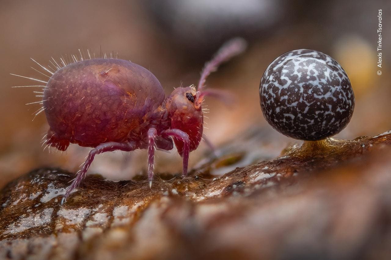 20 Beautiful, Amazing, Winning Photos Of Wildlife Photographer Of The Year