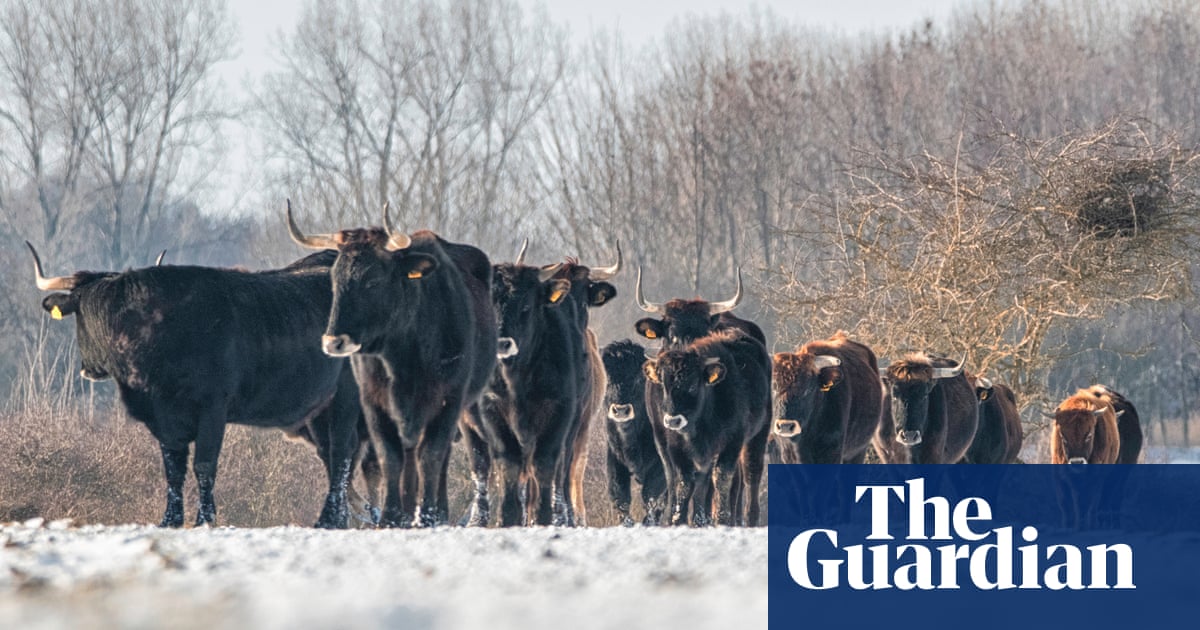 Herd of tauros to be released into Highlands to recreate aurochs effect | Rewilding