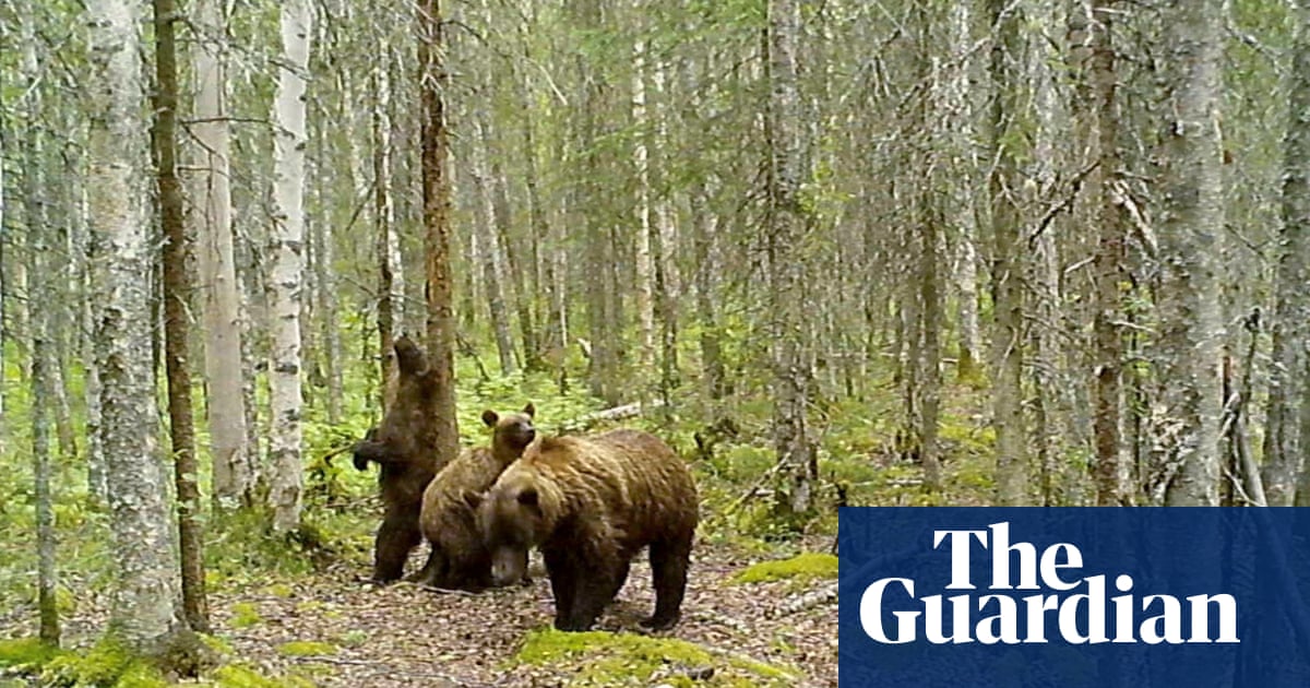 More than fat bears: Alaska trail cams show peeks of animals from lynx to moose | Alaska