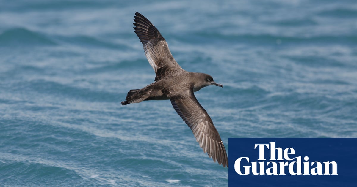 High-flying life of Australia’s birds revealed in new detail – thanks to weather radars | Birds