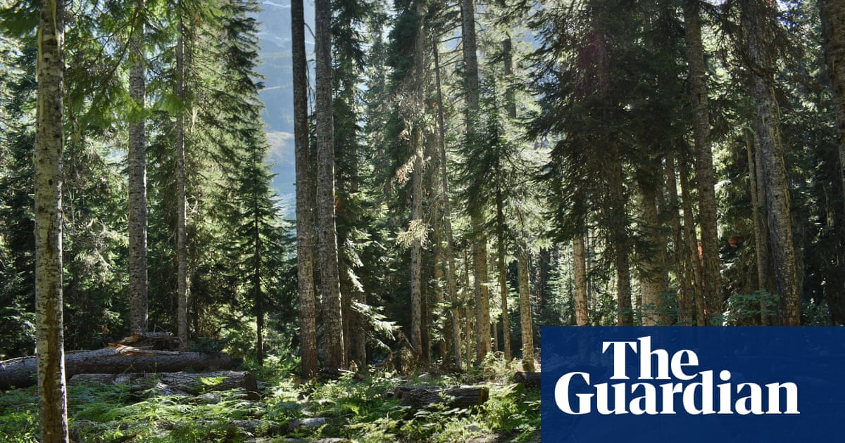 Man survives monthlong ordeal in US park on a mushroom, berries and water | US news