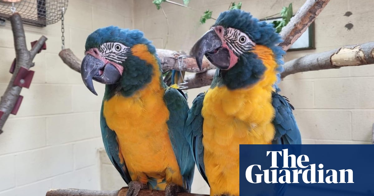 Parrots missing from London zoo found behind Cambridgeshire garden | Zoos