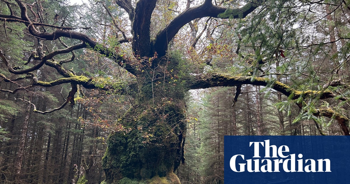 Scotland’s ancient Skipinnish Oak wins UK tree of the year | Trees and forests