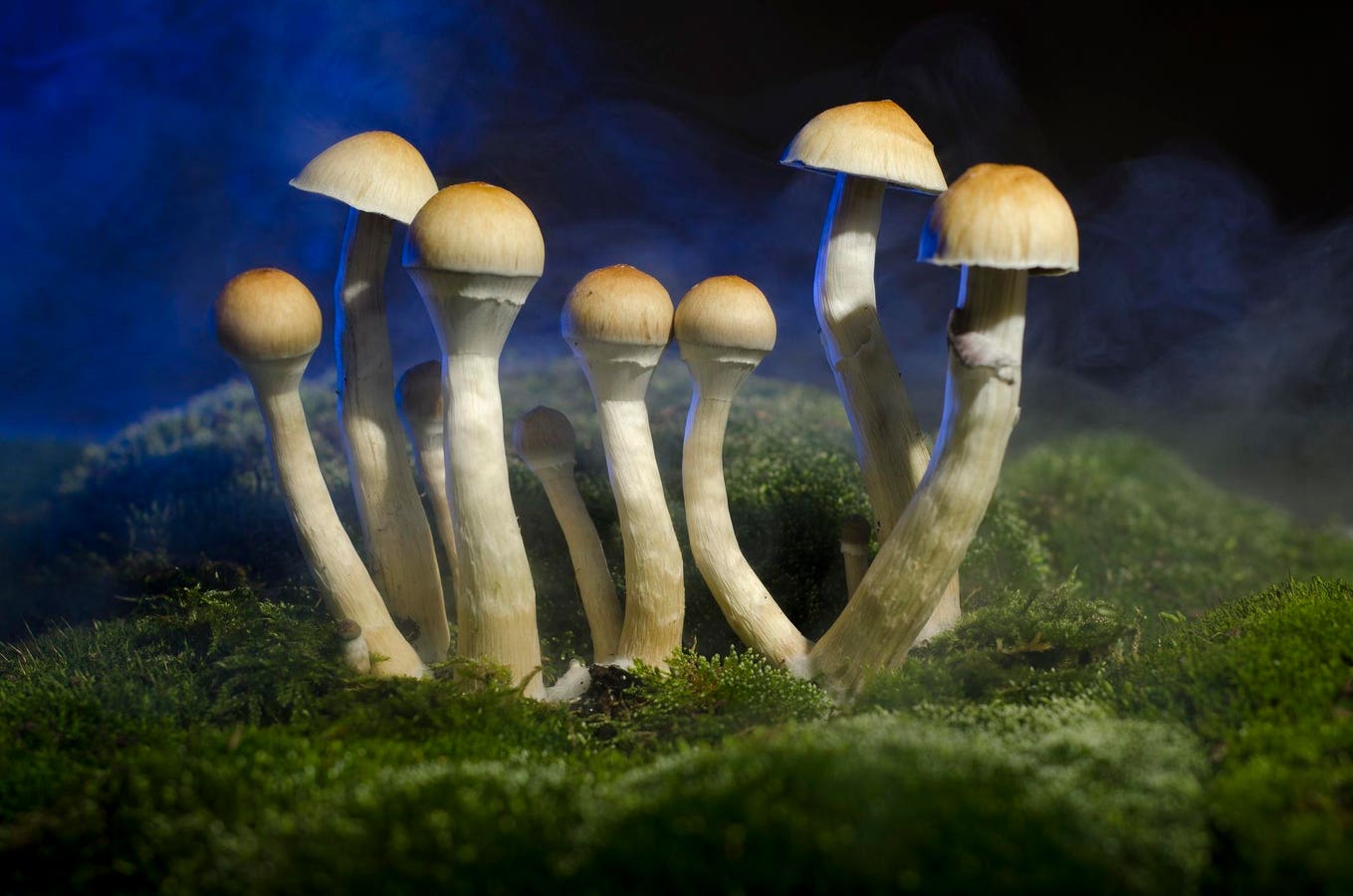 Massachusetts To Vote On Legalizing Psychedelics