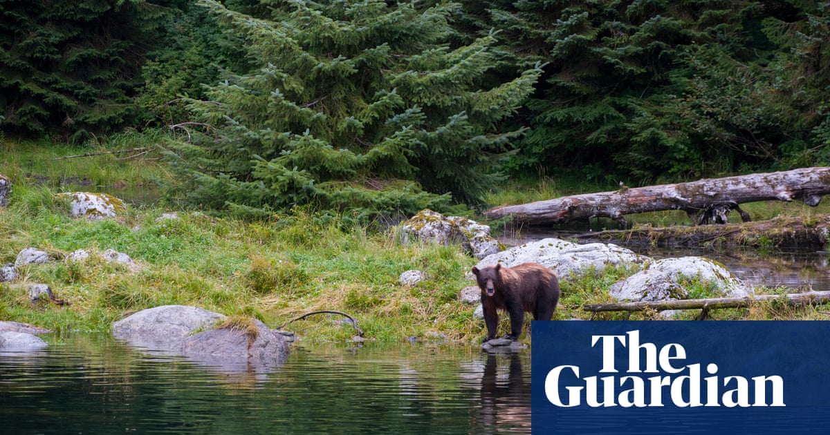 Alaska man found dead in apparent brown bear mauling, officials say | Alaska