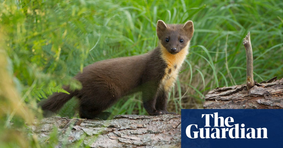 Pine martens return to Dartmoor after 150-year absence | Devon