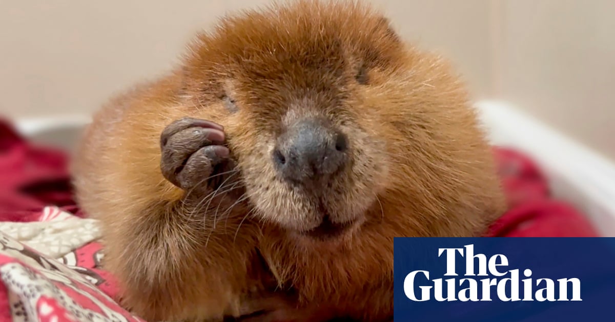 Nibi the beaver sees dam of unwavering support as rescuers try to stop her release into wild | Massachusetts