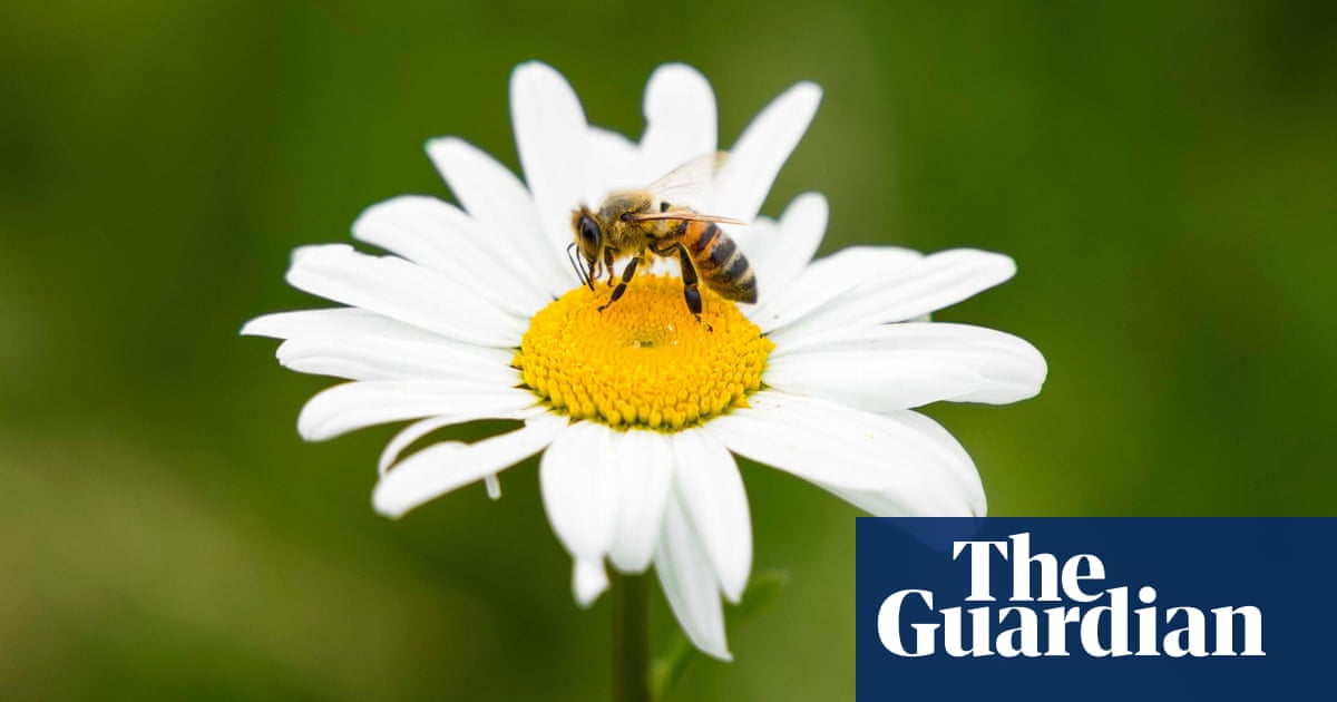 UK may approve bee-killing pesticide despite election promise to ban it | Bees