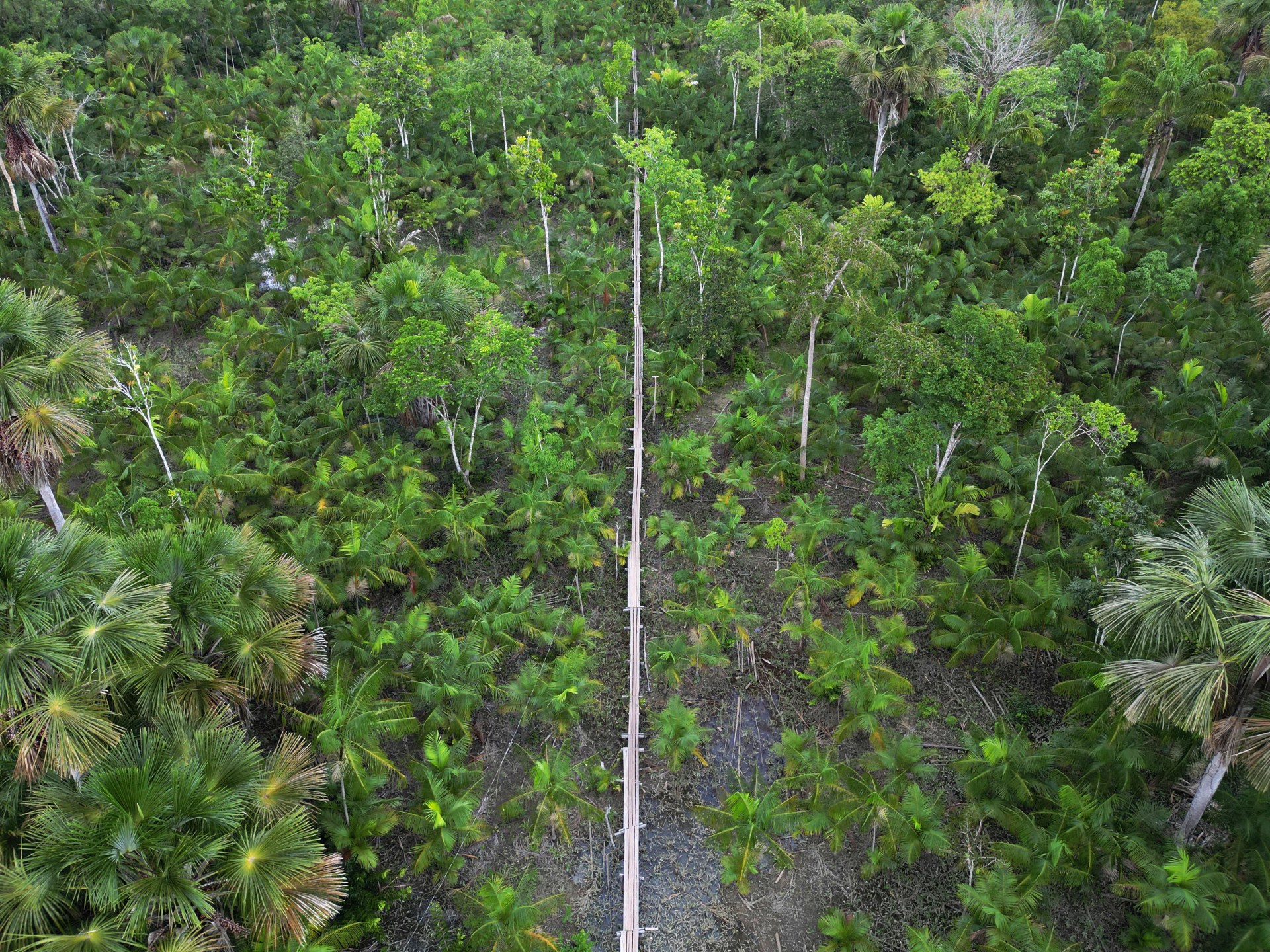 More than one in three tree species at risk of extinction: Report | Environment News