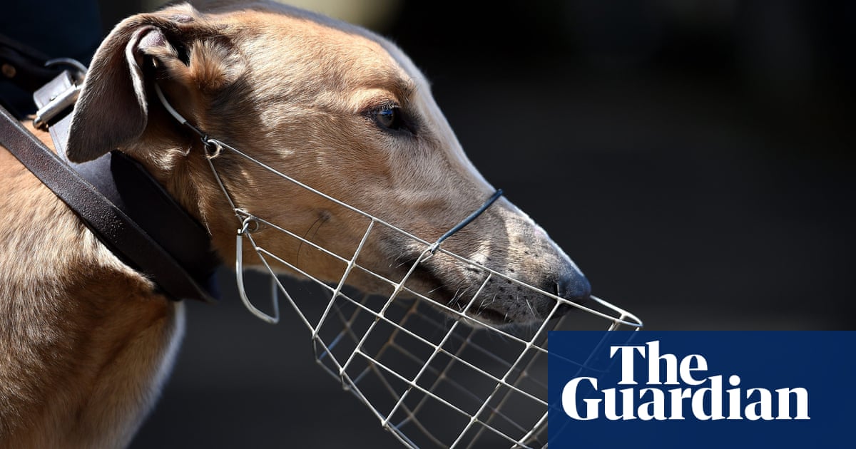 Accidental vet email further evidence of euthanasia of healthy greyhounds in Victoria | Greyhound racing