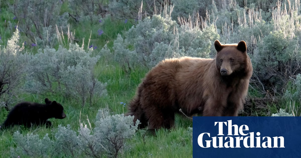 Black bear with three cubs attacks man after breaking into Colorado home | US news