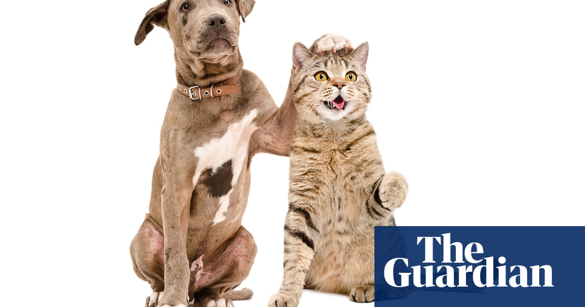 Introduce cats and dogs gradually to prevent fighting, study finds | Pets