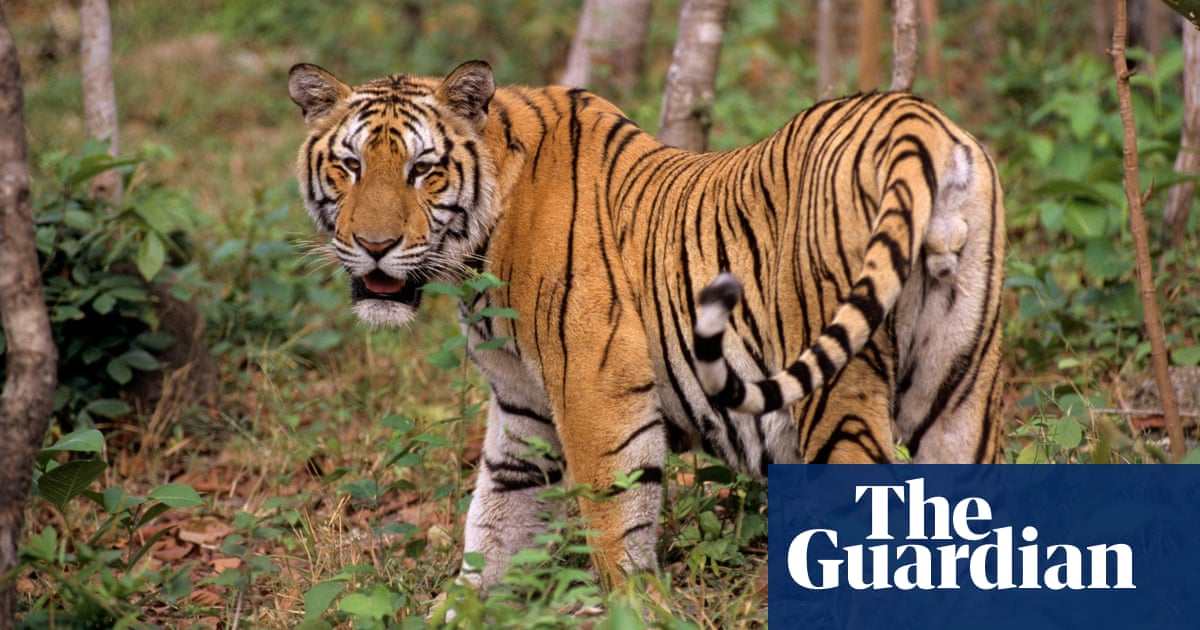 Bird flu outbreak kills dozens of tigers in Vietnam zoos | Bird flu