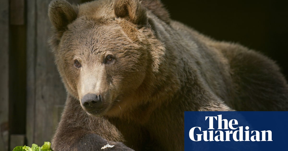 Brown bear in Kent recovering well after UK-first brain surgery | Wildlife