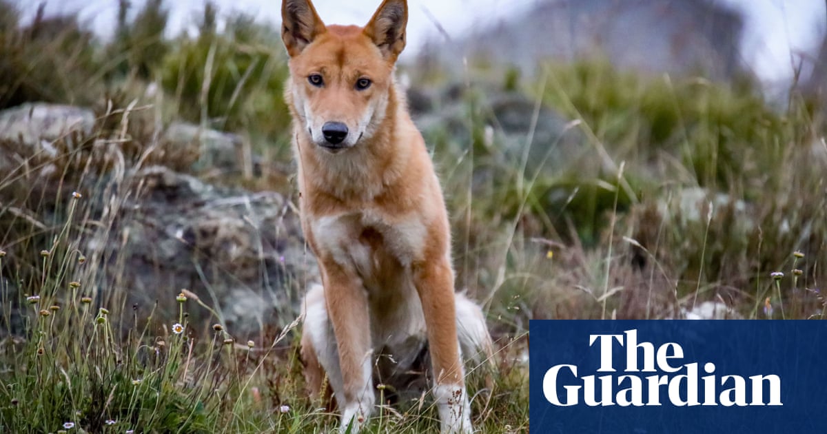 Alpine dingoes at risk of extinction after Victorian government extends right to cull | Wildlife