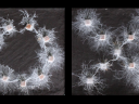 A simple experiment revealed the complex ‘thoughts’ of fungi