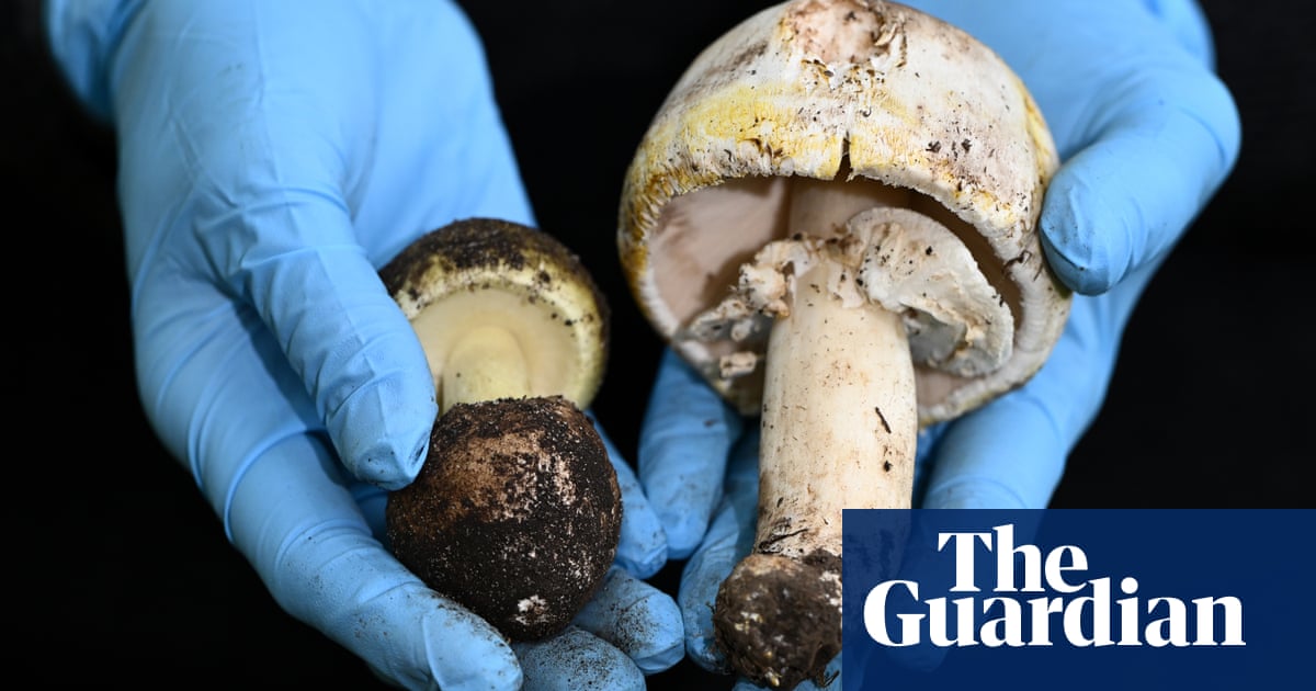 Melbourne woman’s death after foraged mushroom dinner prompts coroner’s warning | Victoria