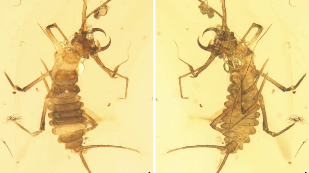 Dinosaur extinction survivor black beetle thrives 100 million years without change