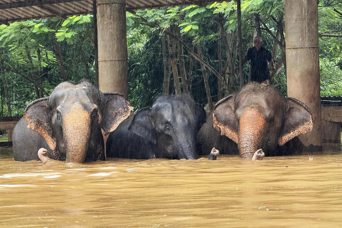 Severe flooding in Thailand forces evacuation of elephant sanctuary