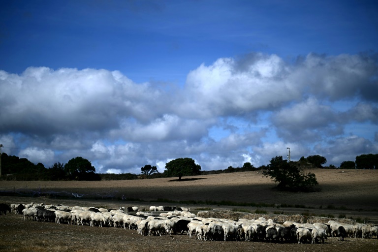 Sardinia is home to nearly half the sheep in Italy (Filippo MONTEFORTE)