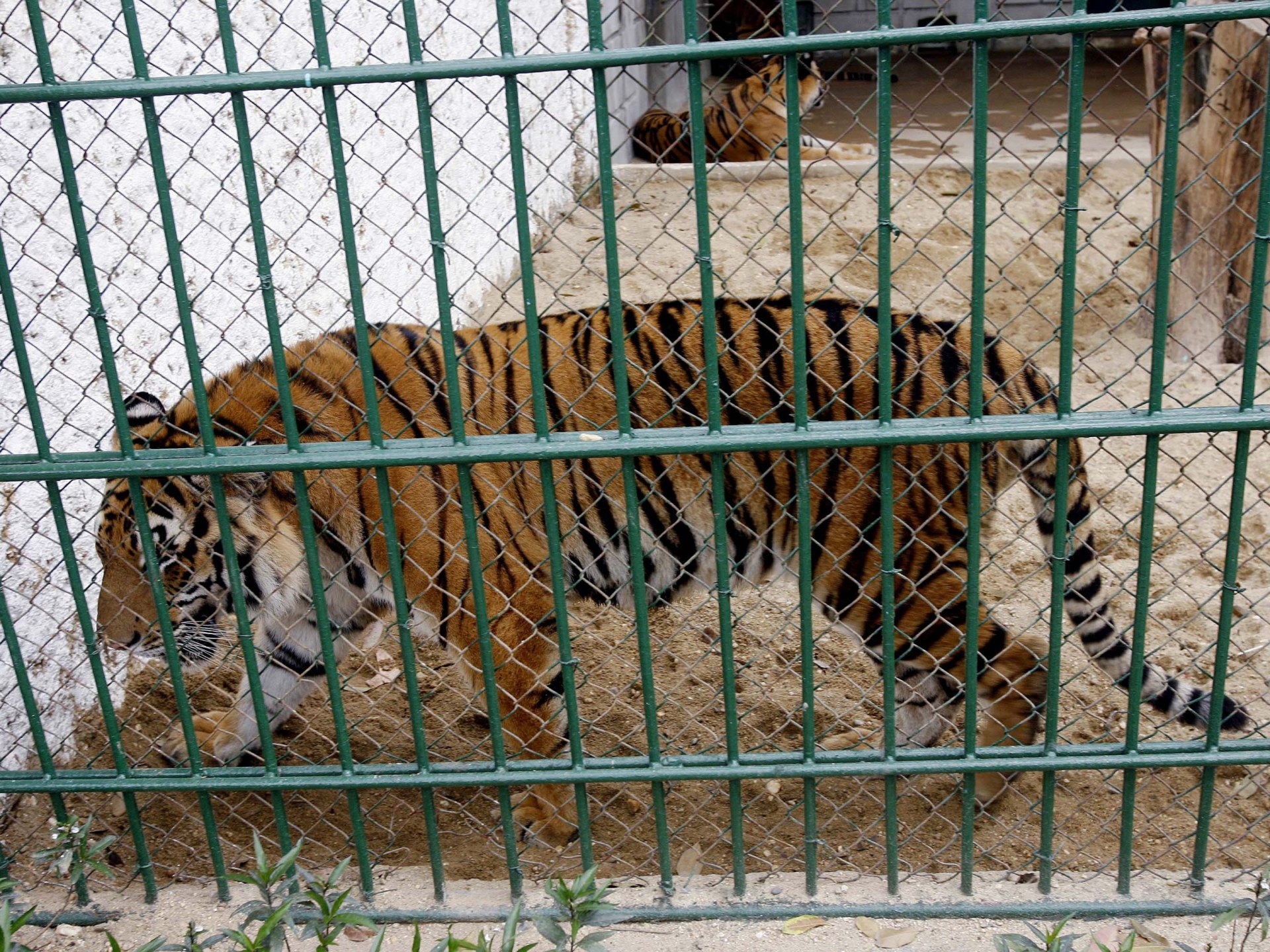 Bird flu suspected of killing dozens of captive tigers in Vietnam | Health News