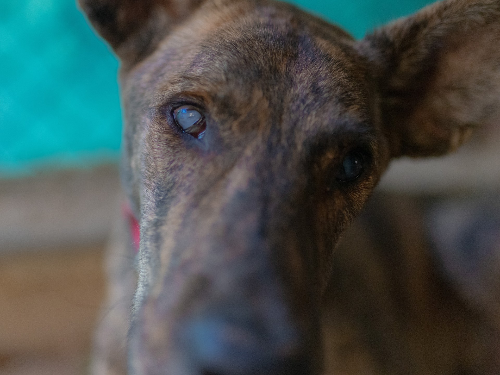 Cieco: A blind dog’s journey from Nabatieh to Beirut, fleeing Israeli bombs | Israel attacks Lebanon