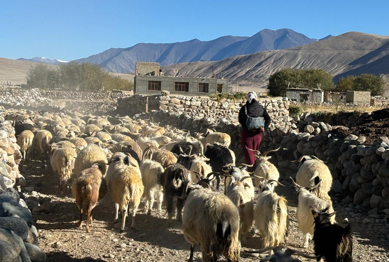 Caught in India-China clashes, Ladakh’s nomadic herders fear for future | Politics