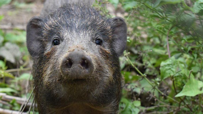 The face of a pigmy hog looking directly down the lens with its snout pointing forward. Its short fur is a mixture of black and light brown. The animal is stood in green woodland and sticks.