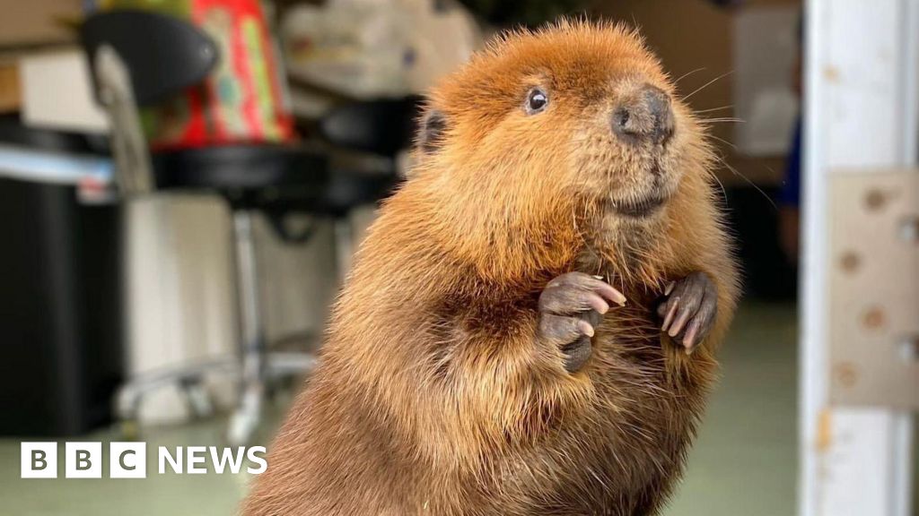 Nibi the 'diva' beaver allowed to stay at wildlife rescue centre