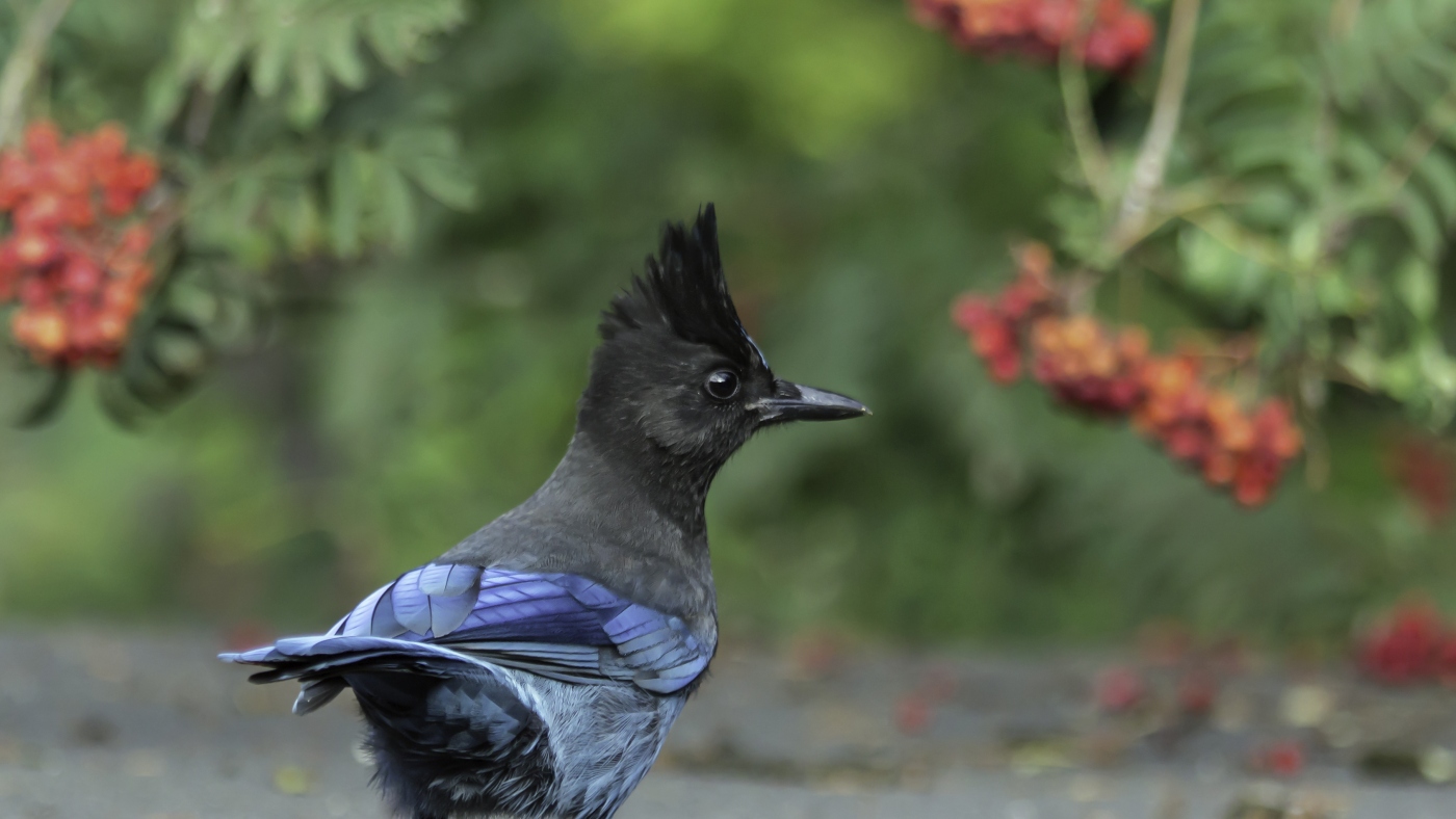 Birders argue over plan to change birds named after people : NPR