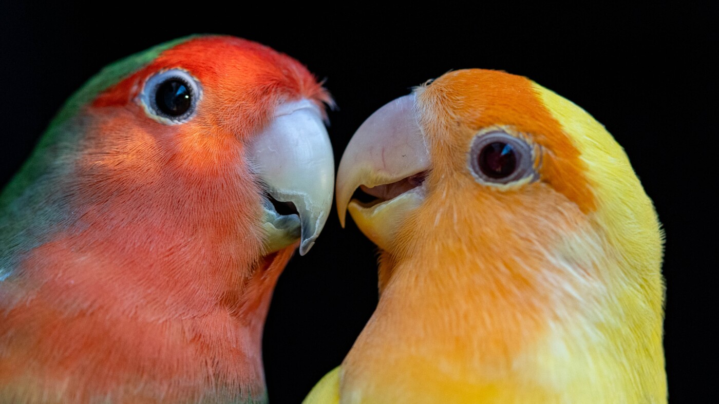 How parrots make their colorful plumage : NPR