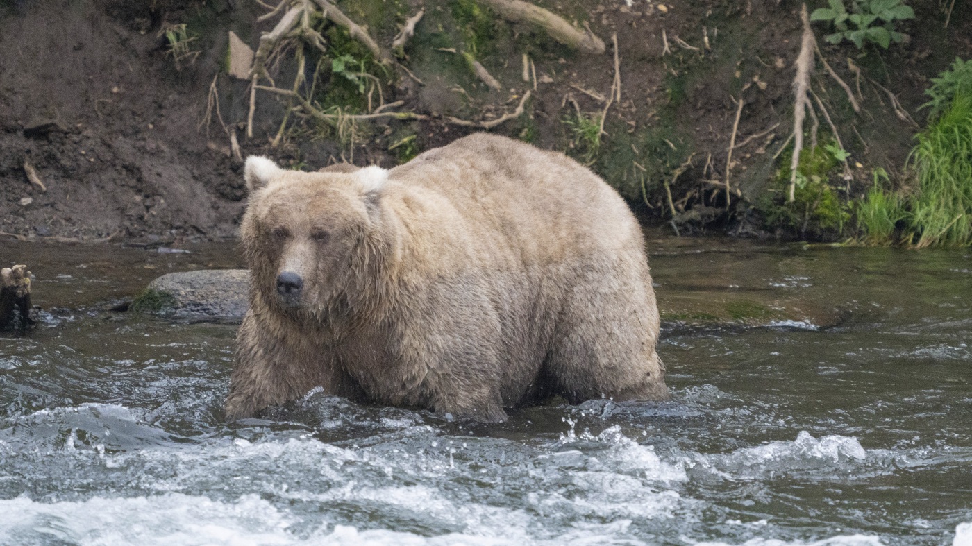 Grazer defeats rival that killed her cub to win Fat Bear Week 2024 : NPR