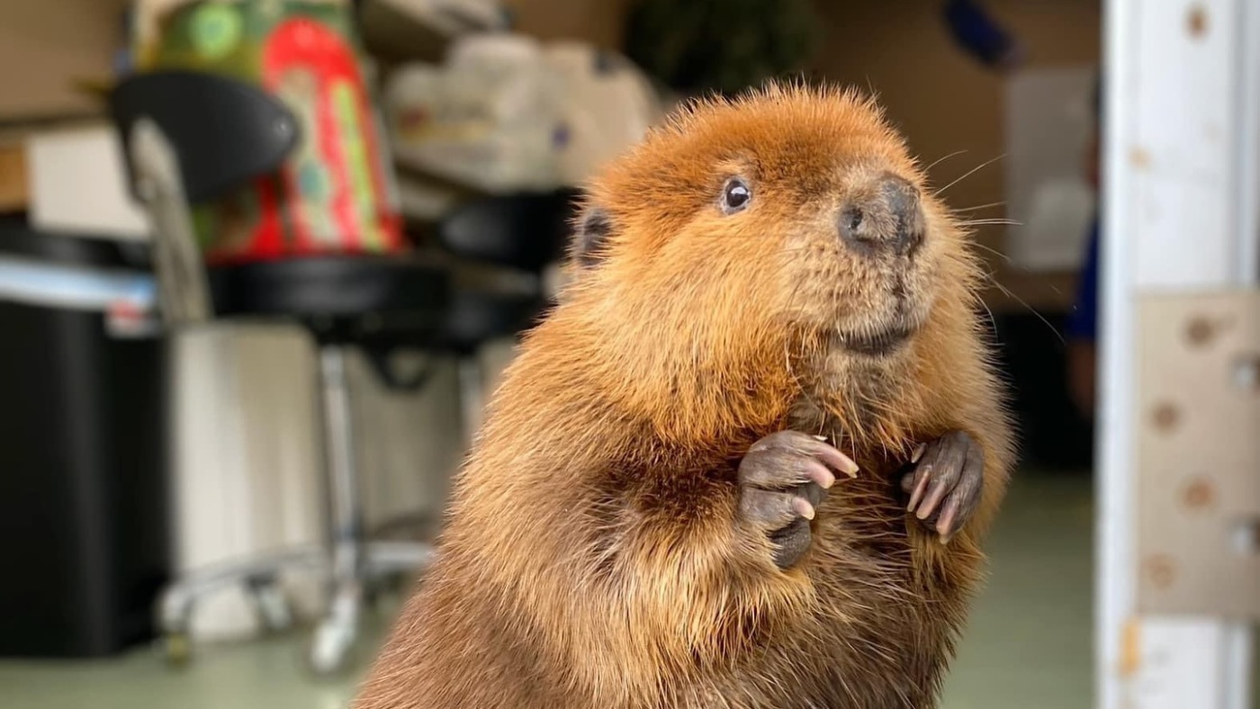 Nibi the beaver in Massachusetts is saved from release into the wild : NPR