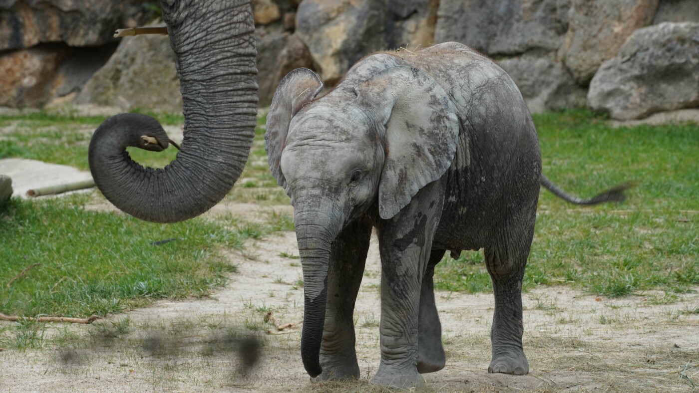 Here’s why elephants have all those wrinkles in their trunks : NPR