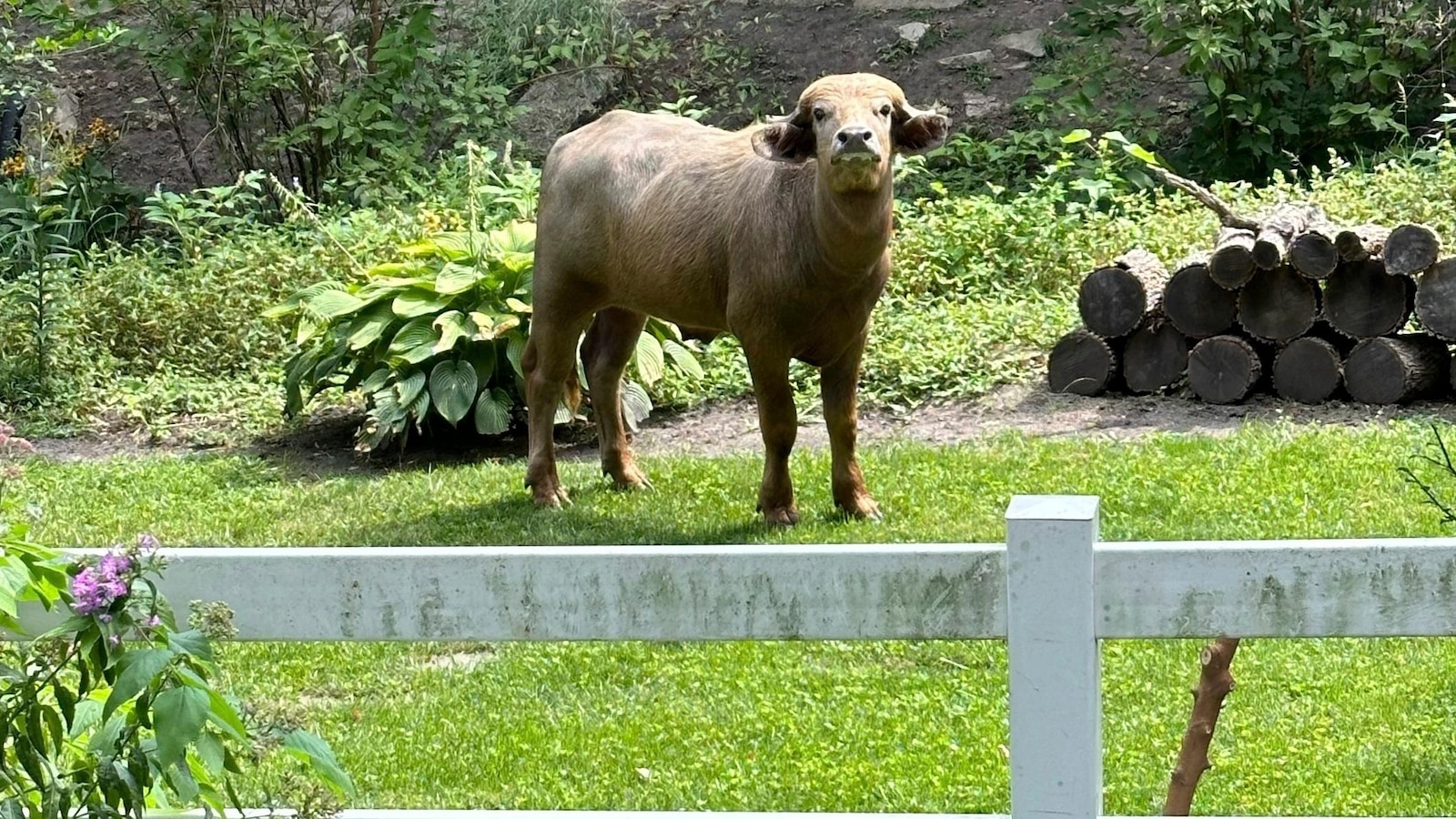 Former owner of water buffalo that roamed Iowa suburb for days pleads guilty