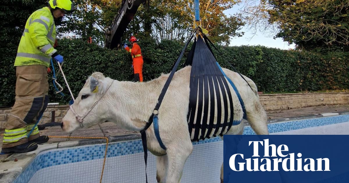 Pregnant cow rescued after getting stuck in swimming pool in Rutland | Animals