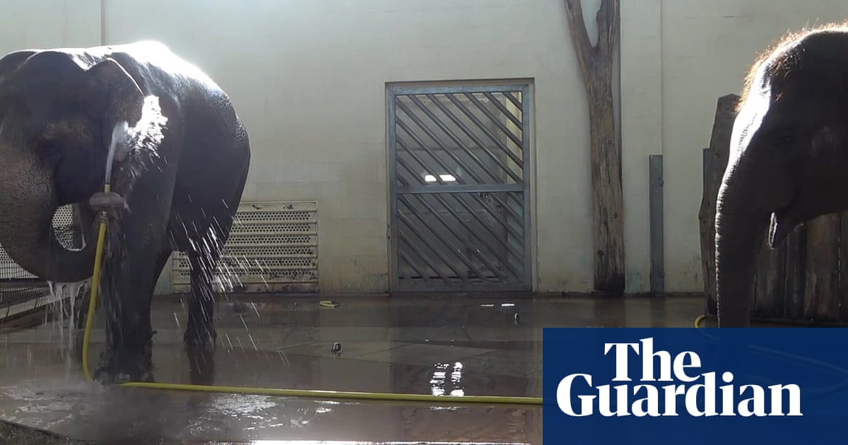 Elephants can wash with a hose – and sabotage shower time, scientists say | Animal behaviour