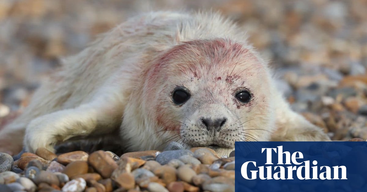 First grey seal pup of the season born on Suffolk coast | Wildlife