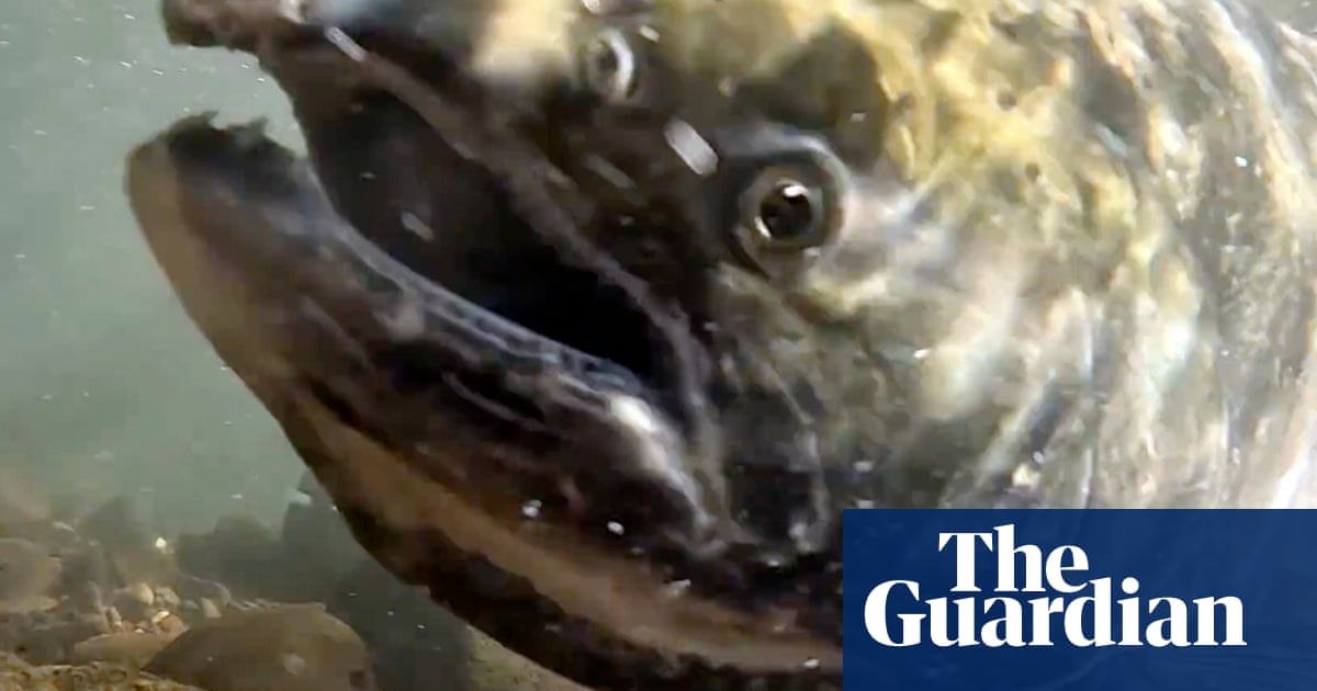 Salmon are ‘coming home’ to spawn in Klamath River after dams are removed | US news