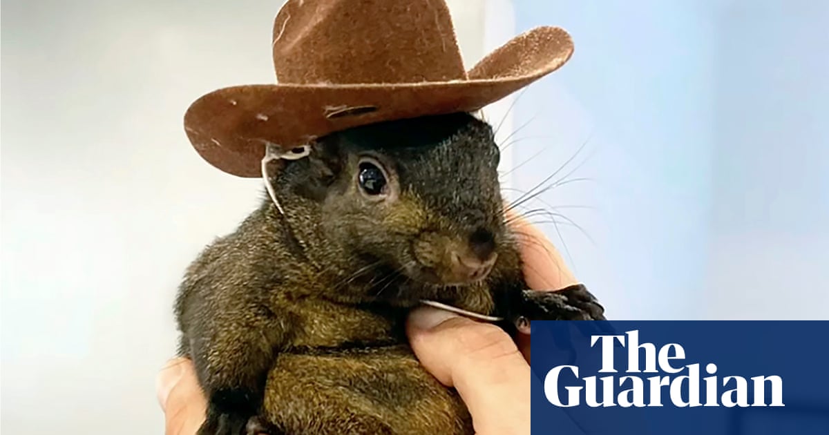 New York authorities euthanize social media star Peanut the squirrel | New York