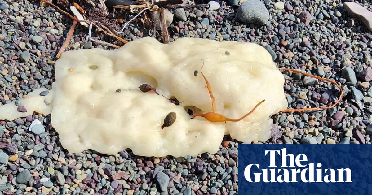 ‘The first thing I did was poke it’: Canada beach blobs mystery solved by chemists | Canada