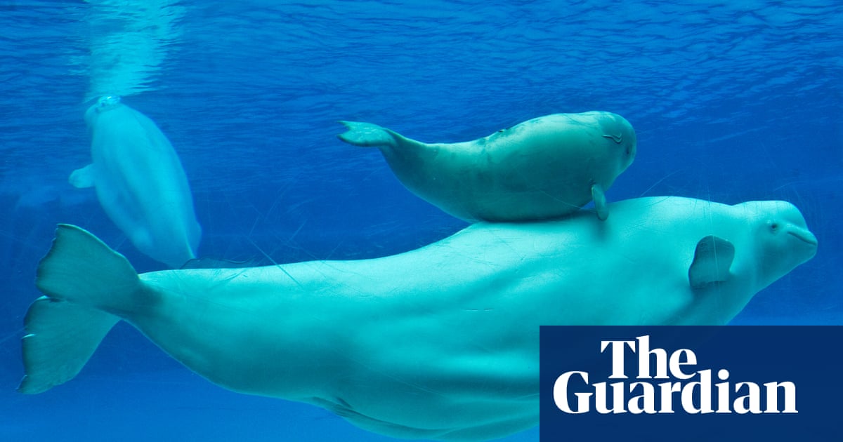 Outrage against Canada’s Marineland theme park after fifth beluga dies | Canada