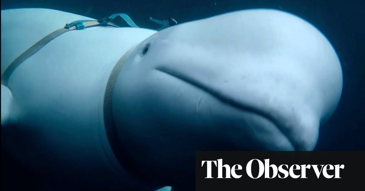 New film unravels mystery of the Russian ‘spy whale’ | Whales