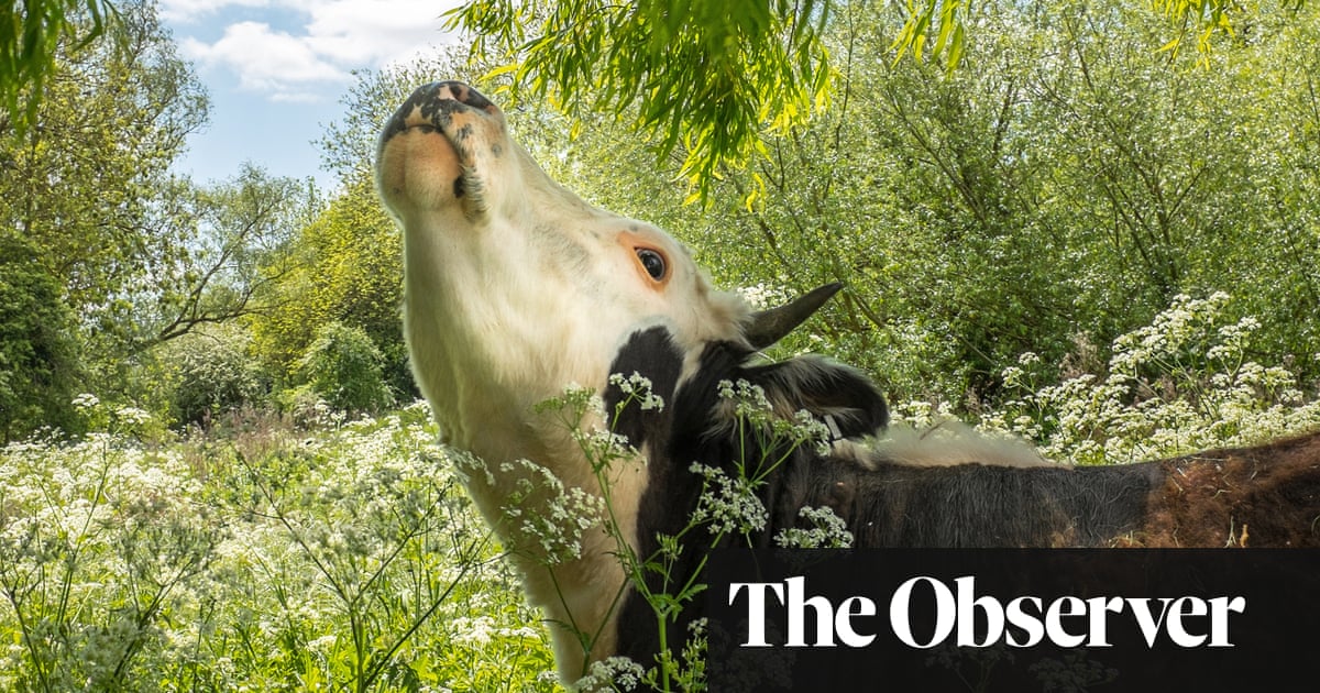 Cambridge could lose city centre cows if council cuts out-of-hours rescue service | Cambridge